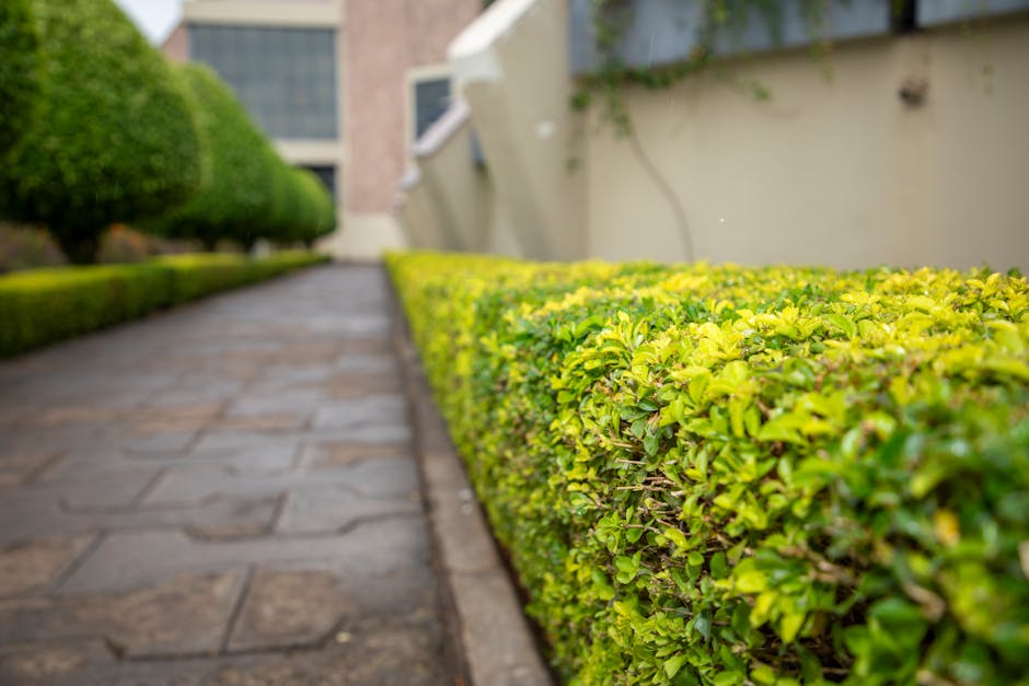A narrow garden pathway with large, rectangular stone paving slabs, bordered by neatly trimmed hedge plants with dense, bright green foliage on the right side. The pathway extends toward a white wall 